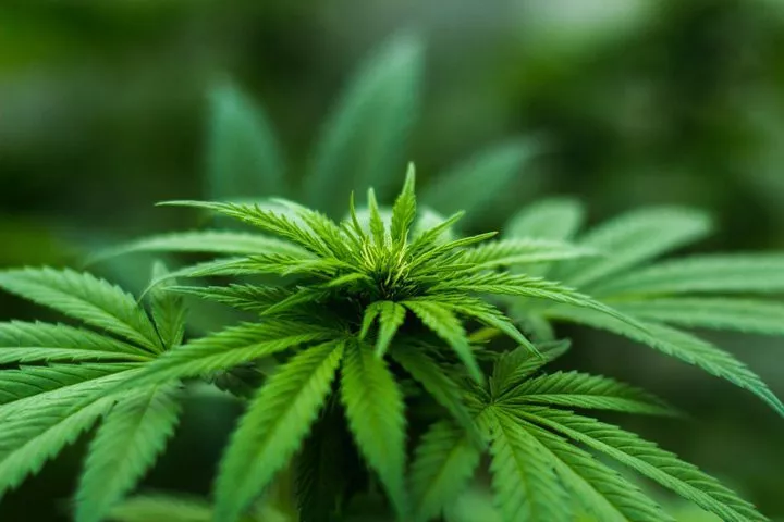 marijuana plant - weed