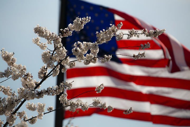 American flag flying behind cherry blossoms on tree