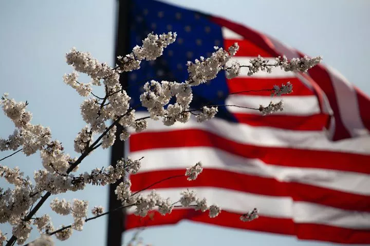 American flag flying behind cherry blossoms