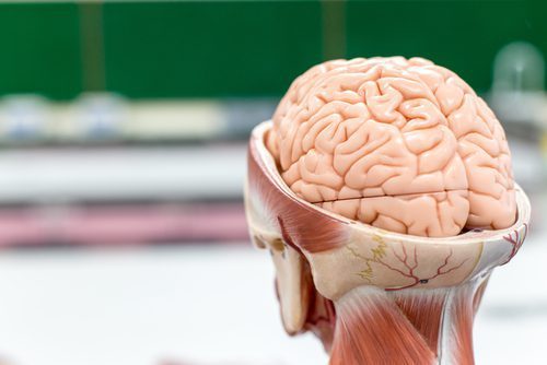 anatomy class prop model with brain