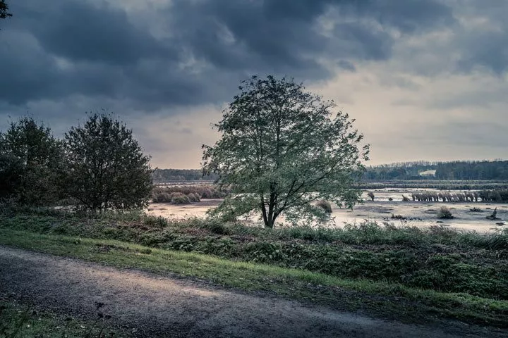 trees in a field on stormy day - weather and recovery
