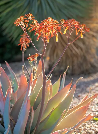 Desert flower at Cottonwood Tucson - holistic addiction and mental health treatment in Arizona