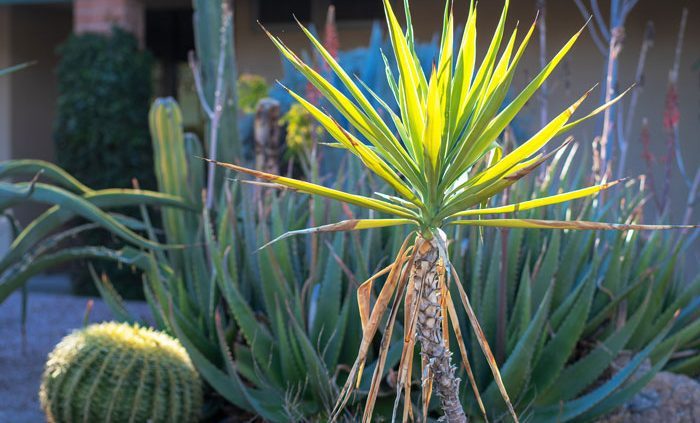 desert plants in courtyard - Cottonwood Tucson behavioral health and addiction treatment