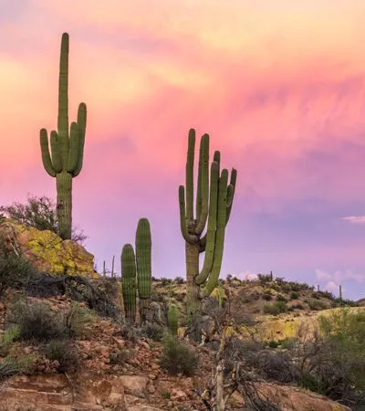 Sonoran sunset with cacti - family