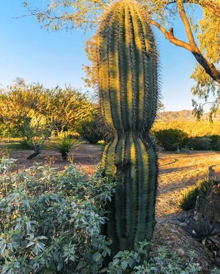 Cottonwood Tucson courtyard cactus