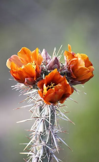 orange flowers on top of cactus plant - mental health