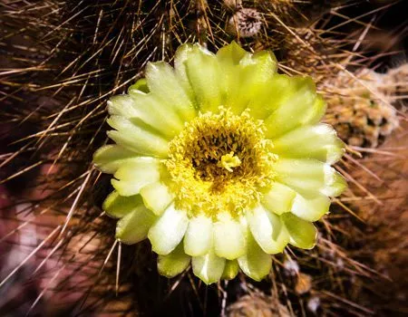 bright yellow flower on cactus - body dysmorphia