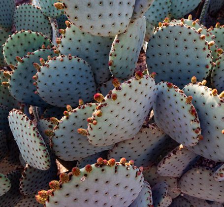 closeup prickly pear cactus